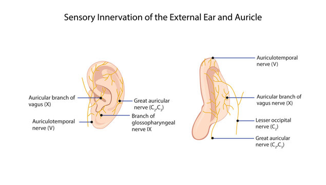 Sensory Innervation of the External Ear and Auricle
sensory nerve supply of the external ear including auriculotemporal, vagus, glossopharyngeal, and great auricular nerves.