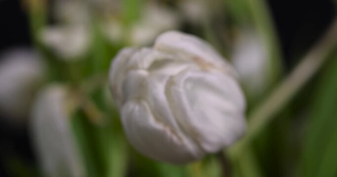 old flaccid white tulips that have turned yellow and become flaccid or dry, a wilted bouquet of tulips with falling white petals