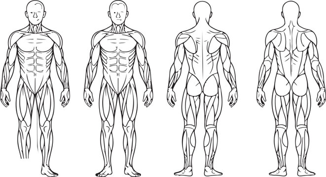 Muscle group chart for exercise and strength training