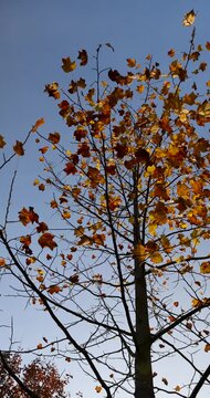 foliage of a tulip tree in autumn, yellowed foliage of a tree against the blue sky during sunset in the autumn season, natural area