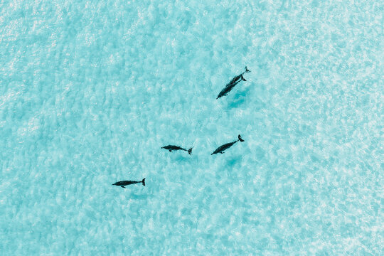 Aerial view of a pod of dolphins swimming in crystal clear turquoise water with gentle ripples Vashafaru, Haa Alif Atoll, Maldives.