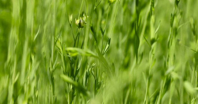 green tall flax in the summer in the field, flax cultivation in a cold climate, sunny warm bright weather in the agricultural field