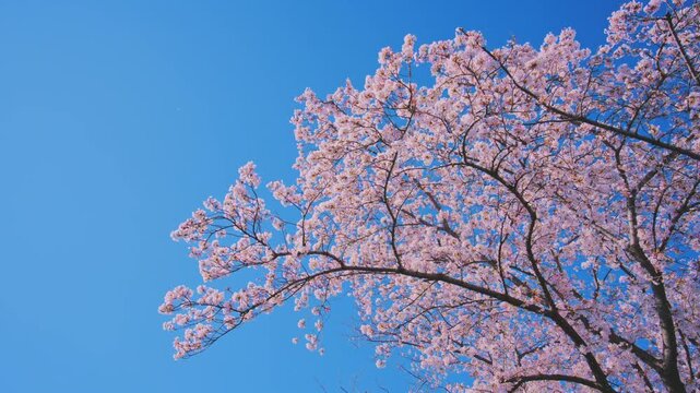 4K スローモーション　日本の春の風景、多摩川沿いの美しい桜並木と桜吹雪