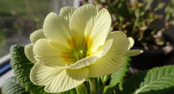 Close-up of a delicate pale yellow primrose flower with intricate petal detail bathed in soft sunlight