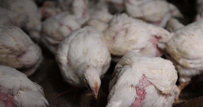 a large number of large fat broiler chickens that are raised in a rural poultry farm, some of the large fat chickens without feathers, meat breed chickens, livestock farm