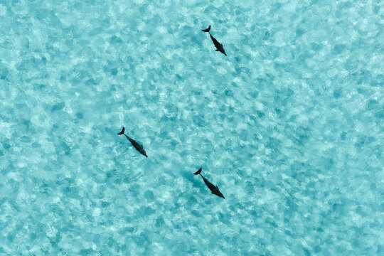 Aerial view of three dolphins swimming through crystal clear turquoise ocean water with gentle ripples on the surface in Vashafaru, Haa Alif Atoll, Maldives.