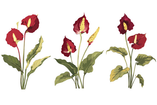 Collection set anthurium laceleaf tropical botanical house plant digital illustration, classic vintage style painting art flowers leaves modern isolated transparent graphic design home garden flat png