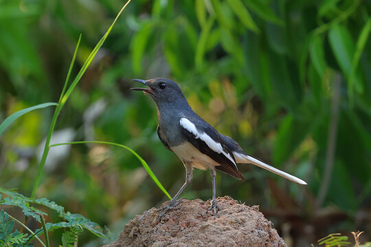 The Oriental Magpie Robin forages for food in the afternoon.