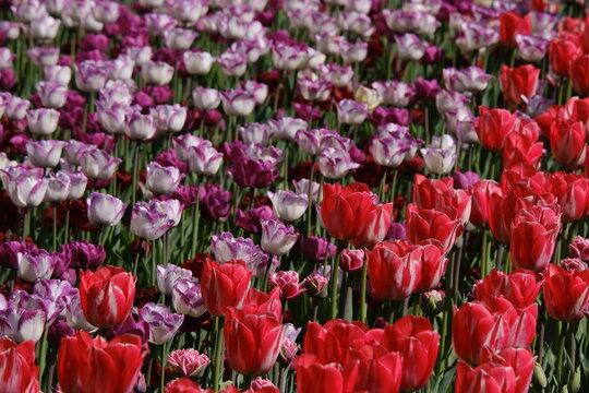 Colorful tulips blooming at Commissioners Park during the Canadian Tulip Festival in Ottawa, Ontario, Canada. g.