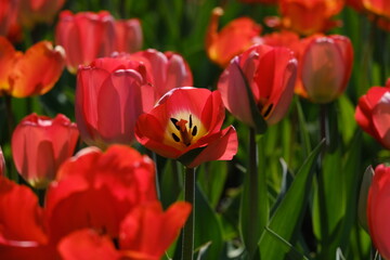 Obraz premium Colorful tulips bloom at the Canadian Tulip Festival in Ottawa, Ontario, Canada with visitors in soft focus. g.