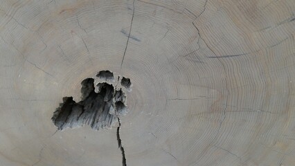 Natural Tree Ring Texture on Cut Wood Surface © LEJ