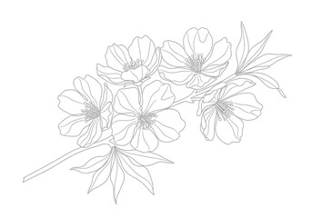 Delicate hand drawn botanical illustration featuring a flowering cherry blossom branch © StockSynergy