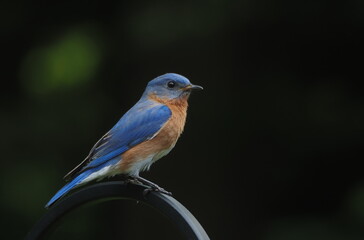 Obraz premium beautiful eastern bluebird (Sialia sialis)