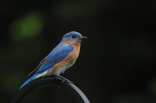 beautiful eastern bluebird (Sialia sialis)