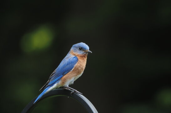 beautiful eastern bluebird (Sialia sialis)