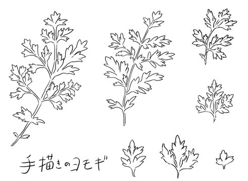 手描きのヨモギ（蓬）葉っぱ素材セット 線画イラスト / Hand Drawn Mugwort Leaf Line Art Illustration Set