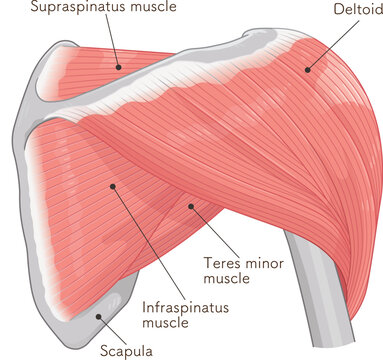 背面から見た三角筋 Deltoid muscle seen from the back