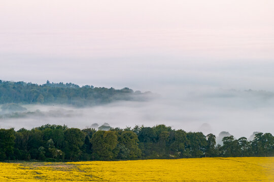 Aerial view of a vibrant yellow rapeseed field and a dense line of trees with thick morning mist rolling over the rolling hills Nuffield, Oxfordshire, United Kingdom.