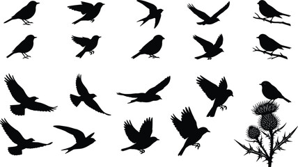 Fototapeta premium Bird silhouette collection with flying perching and landing poses including sparrow crow and thistle plant vector illustration set