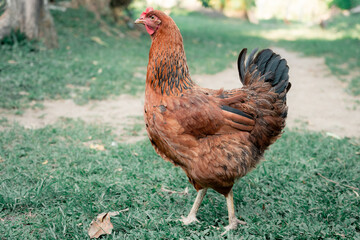 Brown hen standing on green grass in a rural farmyard, representing sustainable agriculture and natural livestock farming outdoors with copy space © VICTOR A ARGUELLO