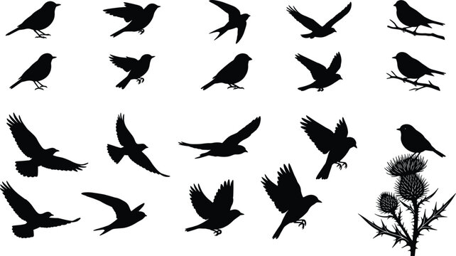 Bird silhouette collection with flying perching and landing poses including sparrow crow and thistle plant vector illustration set