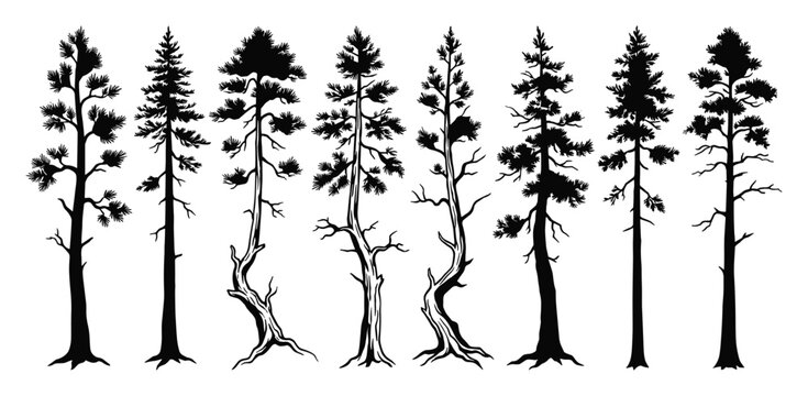 Diverse silhouettes of pine trees with intricate branch details and twisted trunks.