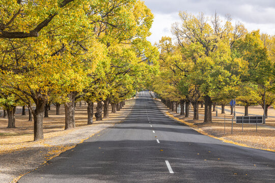 A picturesque view of an avenue of English elm trees still with green leaves in two rows either side of the road at the University of New England in Armidale in New South Wales, Australia.