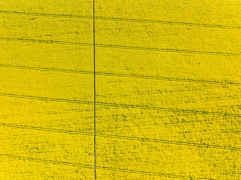 Aerial view of vibrant yellow rapeseed fields with parallel tractor tracks and a vertical dividing line in the countryside of Nuffield, Oxfordshire, United Kingdom.