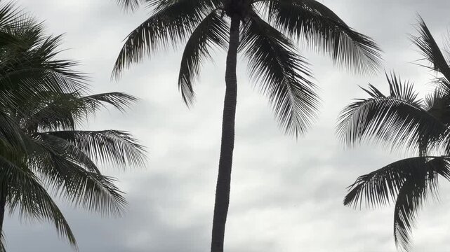 Tall Coconut Palm Trees Swaying Under Overcast Sky in Palau