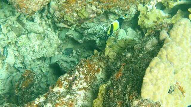 Moorish Idol Fish Swimming Over Coral Reef in Palau Pacific Ocean