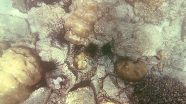 Long-Spined Sea Urchins Diadema Setosum on a Palau Coral Reef