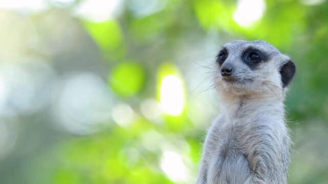 Alert Meerkat Standing on Guard Against a Green Foliage Background
