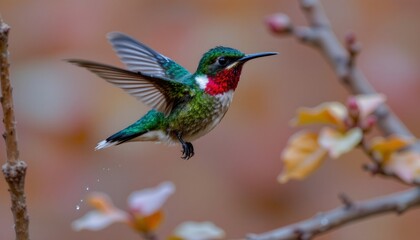 Fototapeta premium Vibrant Hummingbird Mid Flight with Dewy Water Droplets