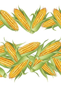 Golden Corn Harvest: A Vibrant Illustration