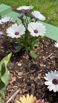 Slider shot from white osteospermum to yellow and beige osteospermum