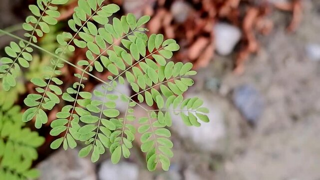 A beautiful macro shot focusing on a delicate branch of fresh, vibrant green leaves, likely Moringa oleifera. The shallow depth of field creates a smooth, blurred bokeh background