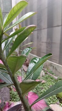 Pink and Green Caladium Plant