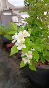 White Flower Orange Jasmine and Green Leaves