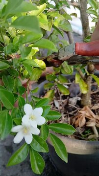 White Flower Orange Jasmine and Green Leaves