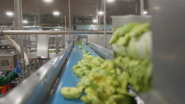 Processed avocado mixture moving through industrial conveyor system in factory setting