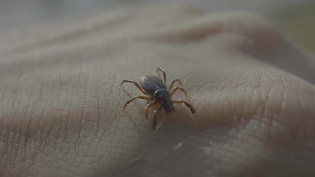 Tick crawling on human's hand.