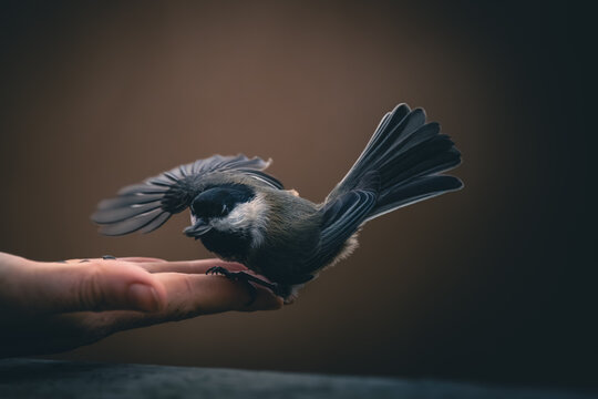 bird in hand