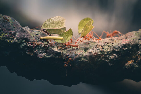 ant