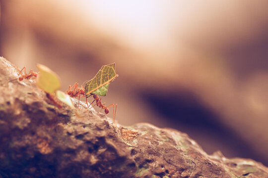 red ant on a branch