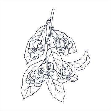 vector line drawing neroli tree branch with leaves and flowers isolated at white background, flowering bitter orange, hand drawn illustration