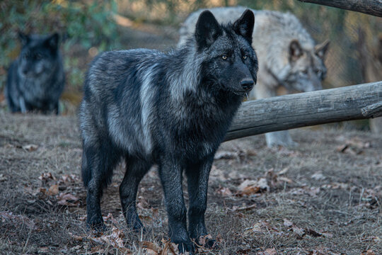 wolf in the forest