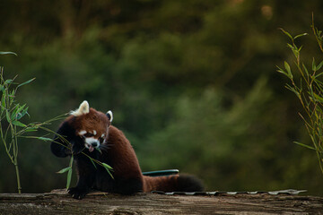red panda eating bamboo © Darren