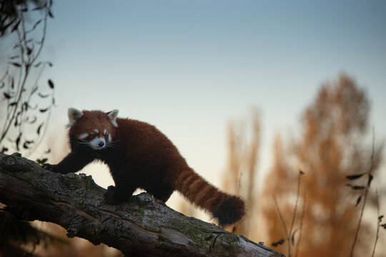 red panda in the tree
