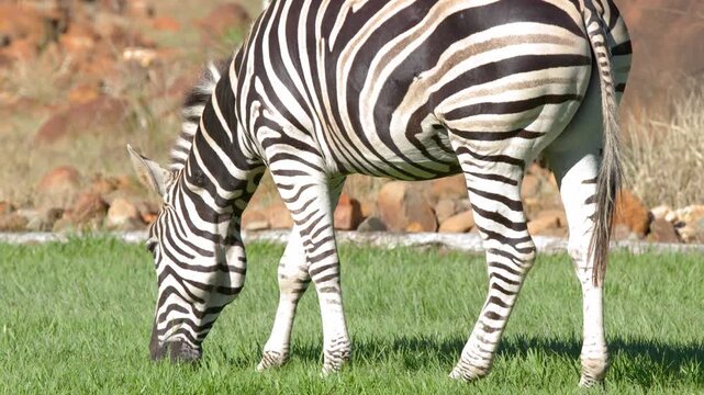 A Plains Zebra Grazing on Green Grass in a Sunny Enclosure