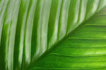 green leaf in extreme close-up © Ирина Гутыряк